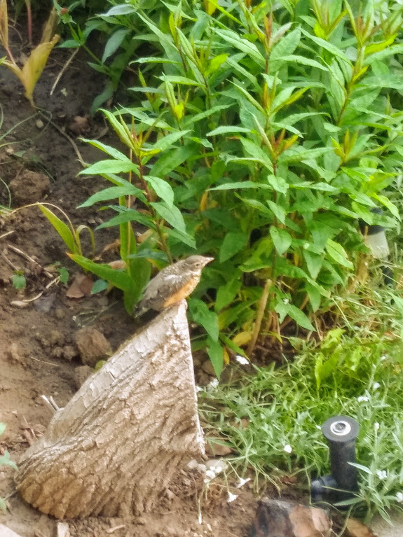 bird