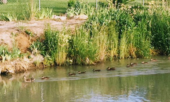 duck family