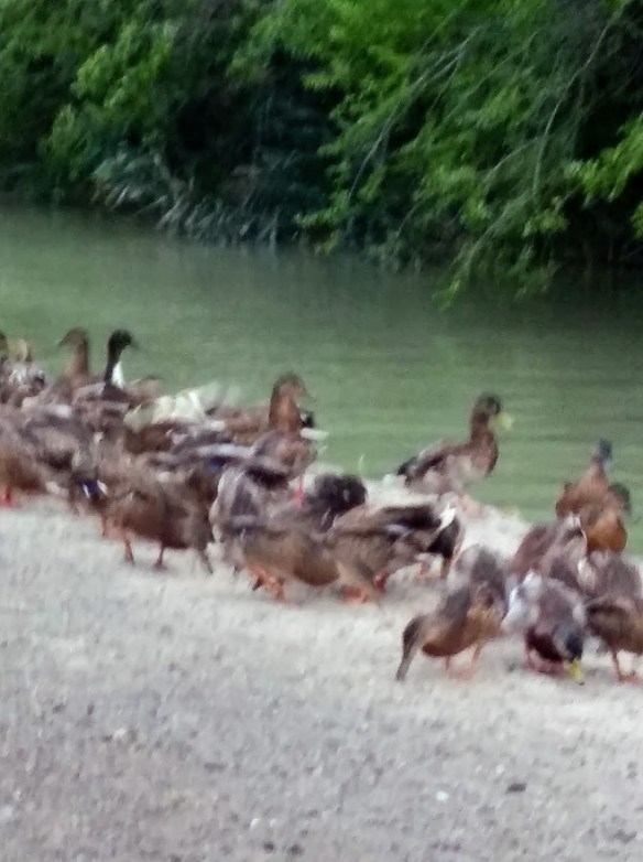 ducks running away