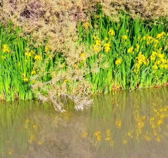 yellow flowers