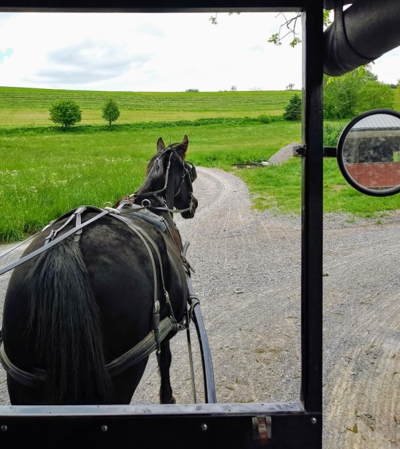 amish buggy ride