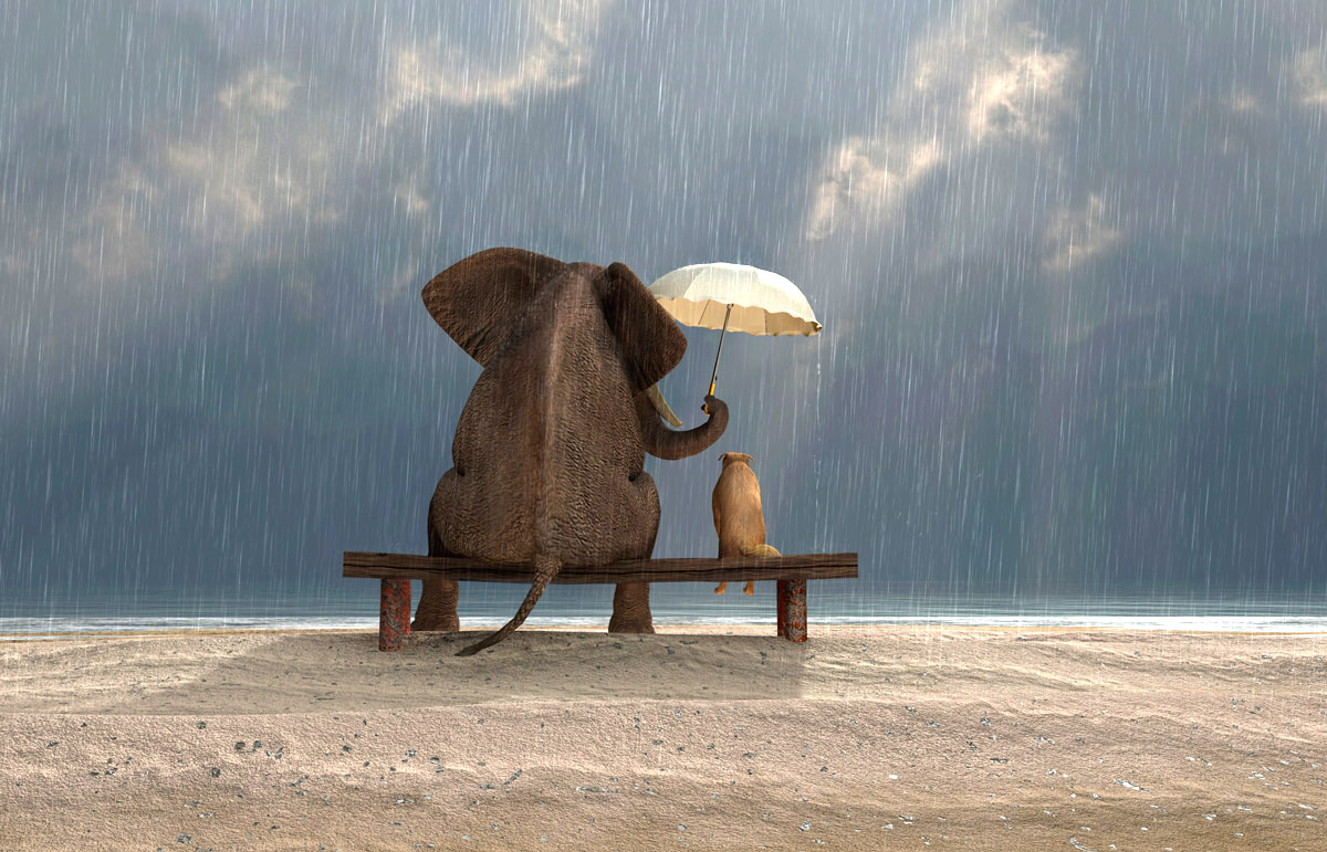 elephant-dog-kindness